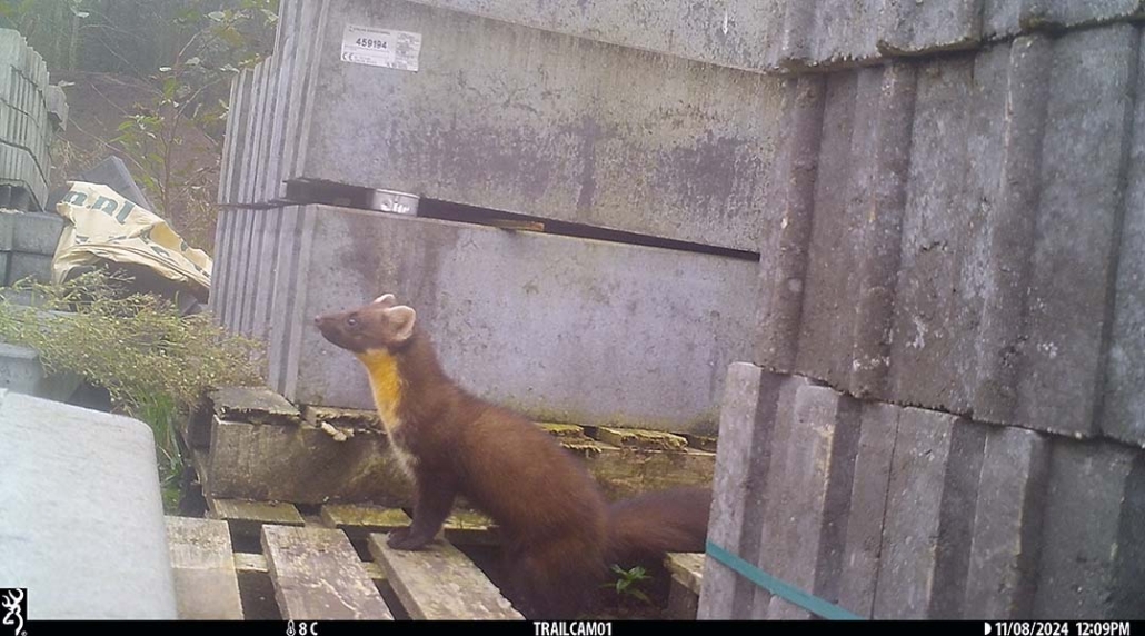 dieren onderzoek ecologie habitus