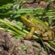 Habitus - Ecologische begeleiding natuurontwikkeling Utrecht