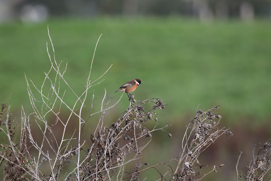 Ontwikkeling natuurgebied Nieuwe Driemanspolder