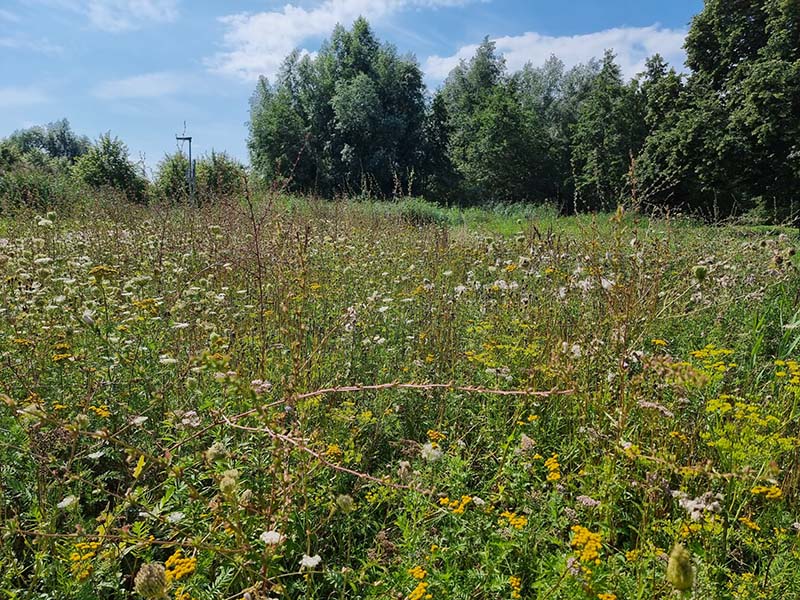 Habitus ondersteund in het beschermen en versterken van de biodiversiteit