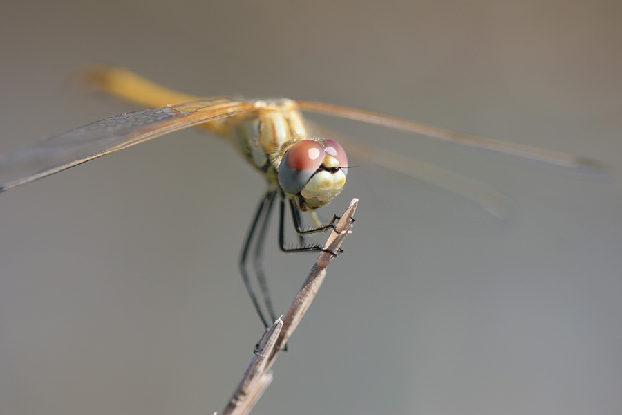 Habitus - Onderzoek soorten biodiversiteit