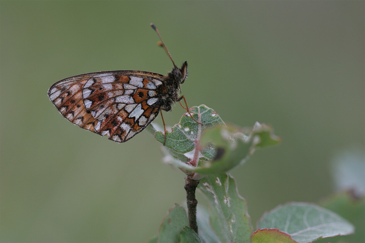 zilveren-maan-waarneming-habitus